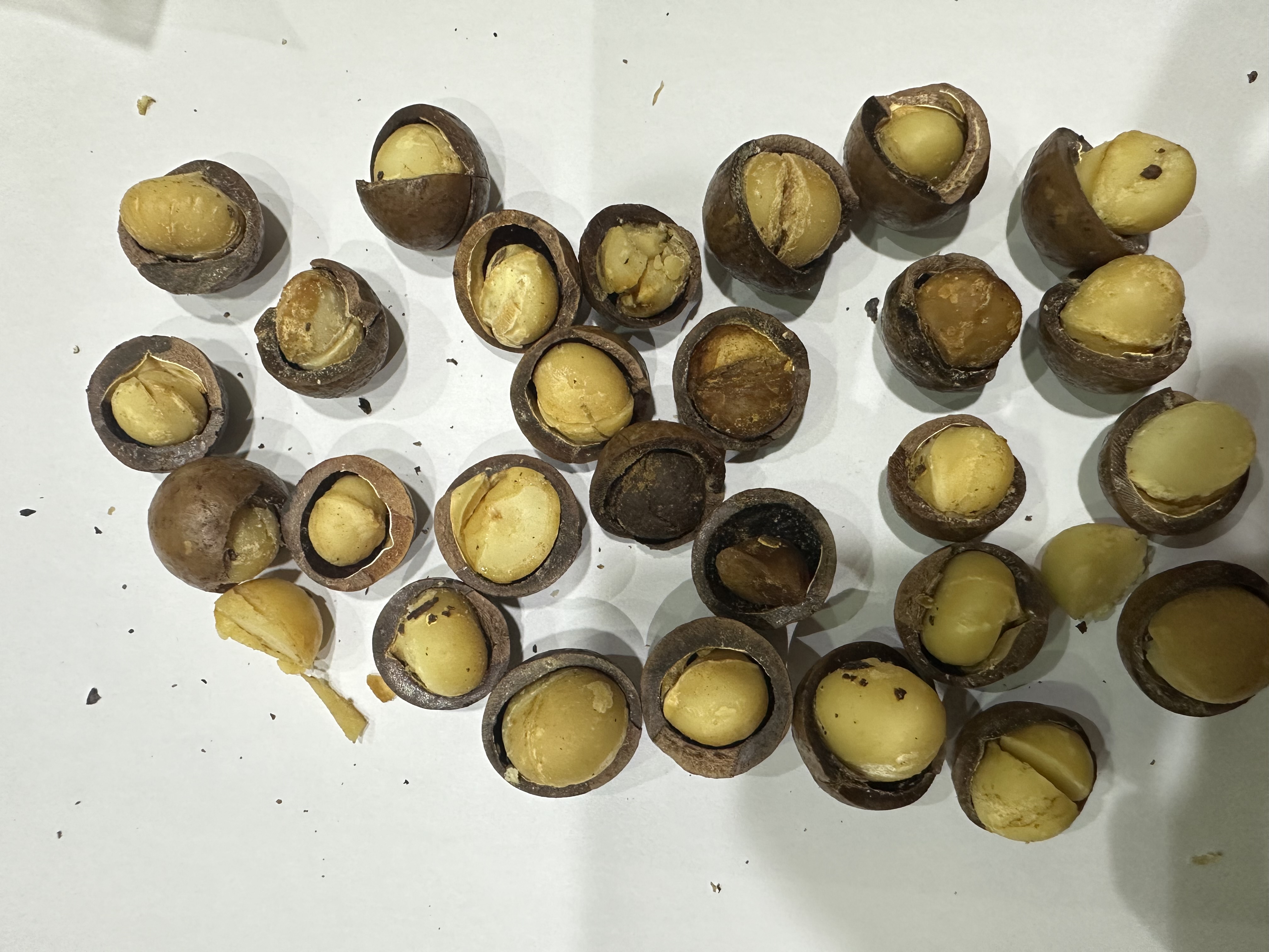 Almond 20/23 - Sd,mcn ldkcnn ldwkcn