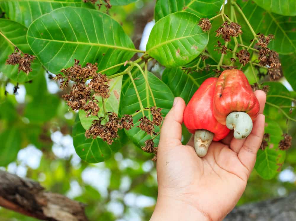 Cashew Prices Surge Amidst Crop Losses: Market Insights for 2024 - In recent months, the global cashew market has experienced significant turbulence, driven primarily by severe crop losses and subsequent supply shortages. This article provides a detailed overview of the current market dynamics, production challenges