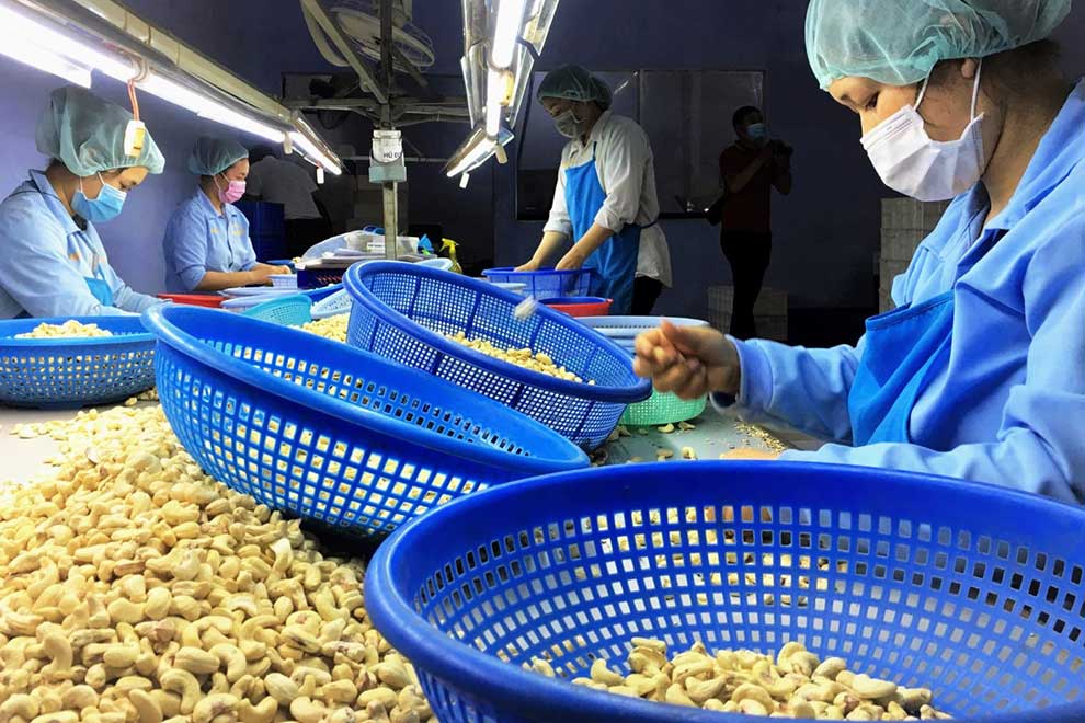 Vietnam's Cashew Export Market: Growth and Challenges in 2024 - In the first half of 2024, Vietnam's cashew nut export turnover surged by 18.7%, reaching $1.94 billion, according to the General Department of Customs. This growth highlights Vietnam's significant role in the global cashew market, despite facing cha